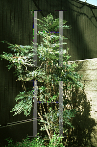 Picture of Mahonia lomariifolia 