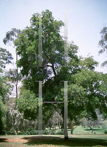 Picture of Acacia melanoxylon '~Species'