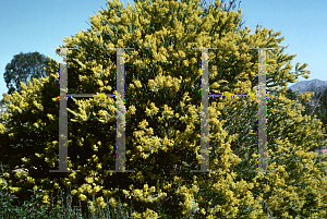 Picture of Acacia cultriformis 