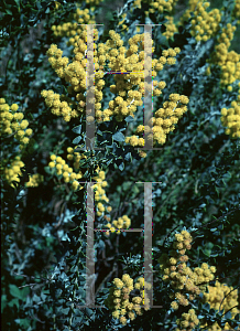 Picture of Acacia cultriformis '~Species'