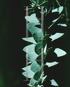 Picture of Acacia cultriformis '~Species'