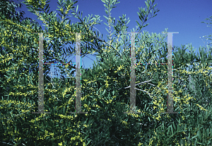 Picture of Acacia longifolia 