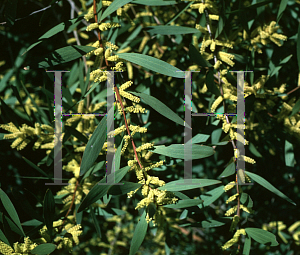 Picture of Acacia longifolia '~Species'