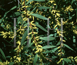 Picture of Acacia longifolia 