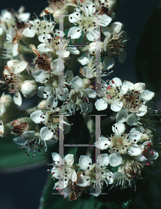 Picture of Cotoneaster lacteus 