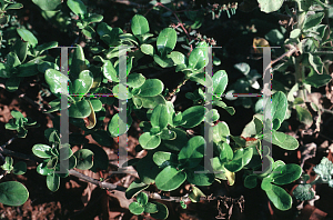 Picture of Coprosma repens 