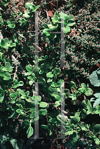 Picture of Coprosma repens 