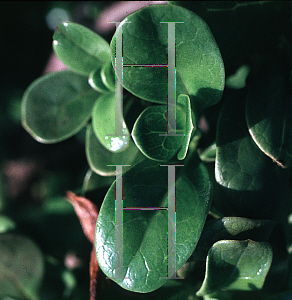 Picture of Coprosma repens 