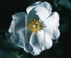 Picture of Cistus x 