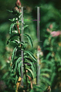 Picture of Cistus x purpureus 