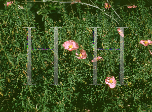 Picture of Cistus x purpureus 