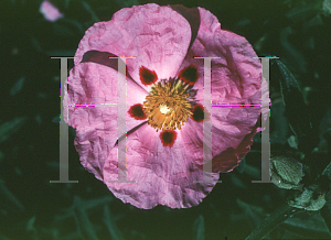 Picture of Cistus x purpureus 