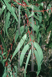 Picture of Eucalyptus erythrocorys 