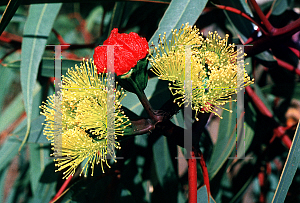 Picture of Eucalyptus erythrocorys 