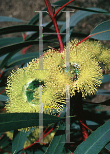 Picture of Eucalyptus erythrocorys 