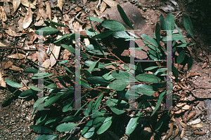 Picture of Eucalyptus lehmannii 