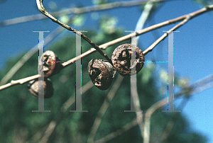 Picture of Eucalyptus globulus 