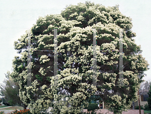 Picture of Melaleuca linariifolia 