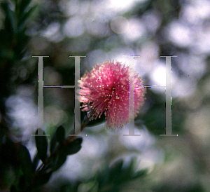 Picture of Melaleuca nesophila 