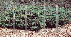 Picture of Juniperus procumbens 'Nana'