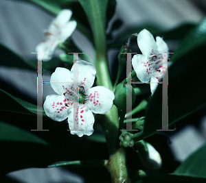 Picture of Myoporum laetum 