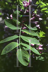 Picture of Robinia x ambigua 'Idahoensis'