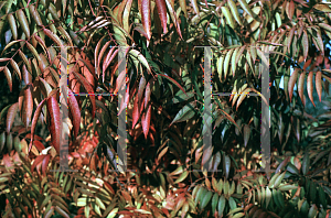 Picture of Pistacia chinensis 