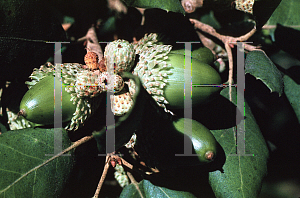 Picture of Quercus suber 