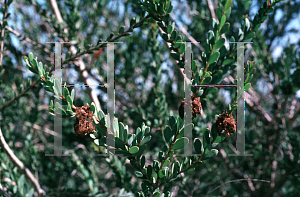 Picture of Melaleuca nesophila 