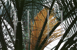 Picture of Butia capitata 