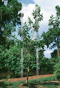 Picture of Cordia sebestena 