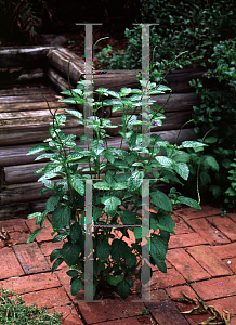 Picture of Stachytarpheta jamaicensis 