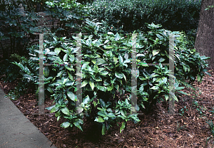 Picture of Aucuba japonica 