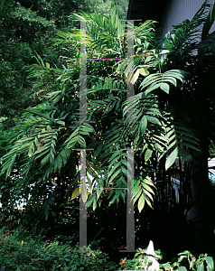 Picture of Chamaedorea microspadix 