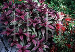 Picture of Ricinus communis 