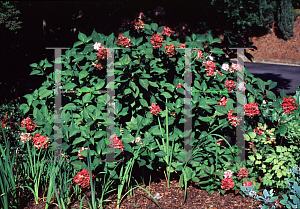 Picture of Hydrangea serrata 'Pink Beauty'