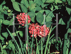 Picture of Hydrangea serrata 'Pink Beauty'