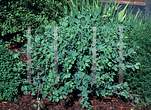 Picture of Baptisia australis 