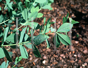 Picture of Baptisia australis 