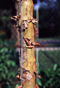 Picture of Myrcianthes fragrans 