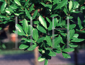 Picture of Myrcianthes fragrans 