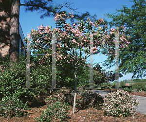 Picture of Rhaphiolepis umbellata 