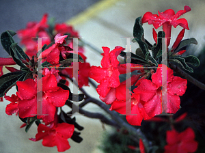 Picture of Adenium obesum 'Crimson Star'