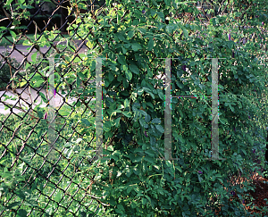 Picture of Clitoria ternatea 