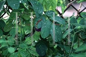 Picture of Clitoria ternatea 