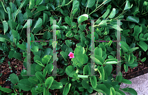 Picture of Ipomoea pes-caprae 