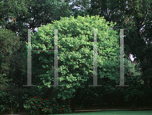 Picture of Tabebuia heterophylla 