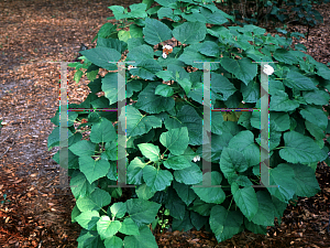 Picture of Clerodendrum philippinum 