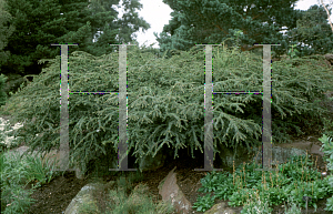 Picture of Cotoneaster forrestii 