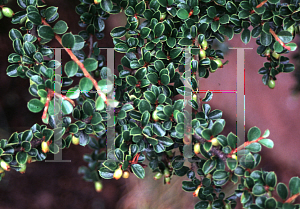 Picture of Cotoneaster forrestii 